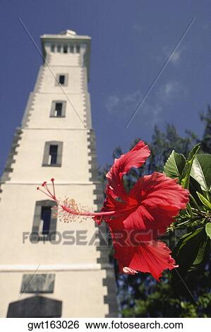 Close-up of a flower in front of a tower, Papeete, Tahiti, Society Islands, French Polynesia View Large Photo Image Stock Photograph - Close-up of a flower in front of a tower, Papeete, Tahiti, Society Islands, French Polynesia. Fotosearch