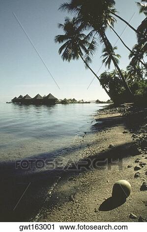High angle view of a coconut on the beach, Papeete, Tahiti, Society Islands, French Polynesia View Large Photo Image Stock Image - High angle view of a coconut on the beach, Papeete, Tahiti, Society Islands, French Polynesia. Fotosearch