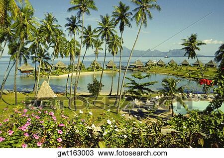 High angle view of a stilt house, Bure Hut Hotel, Papeete, Tahiti, Society Islands, French Polynesia View Large Photo Image Stock Image - High angle view of a stilt house, Bure Hut Hotel, Papeete, Tahiti, Society Islands, French Polynesia. Fotosearch