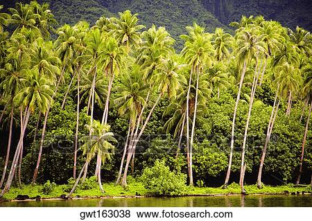 Palm tree at the waterfront, Raiatea Island, Society Islands, French Polynesia View Large Photo Image Stock Photo - Palm tree at the waterfront, Raiatea Island, Society Islands, French Polynesia. Fotosearch