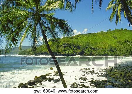 Palm trees on the beach, Tahiti, Society Islands, French Polynesia View Large Photo Image Stock Image - Palm trees on the beach, Tahiti, Society Islands, French Polynesia. Fotosearch