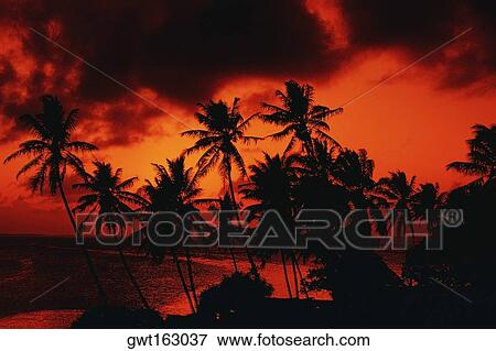 Silhouette of palm tree at dusk, Majuro, Marshall Islands View Large Photo Image Stock Photo - Silhouette of palm tree at dusk, Majuro, Marshall Islands. Fotosearch