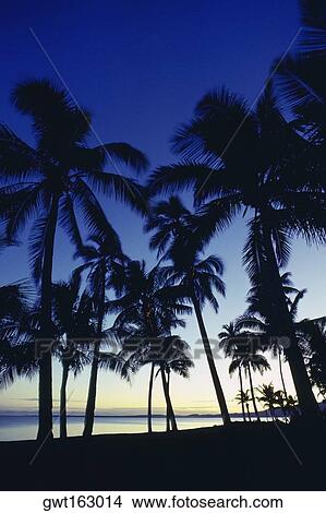 Silhouette of palm tree on the beach, Viti Levu, Fiji View Large Photo Image Picture - Silhouette of palm tree on the beach, Viti Levu, Fiji. Fotosearch