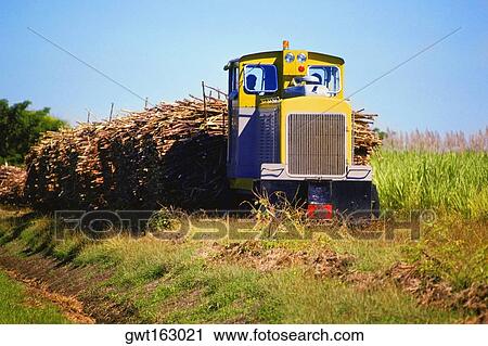 Stock Image - Sugar cane loaded on a semi truck, Nadi, Fiji. Fotosearch