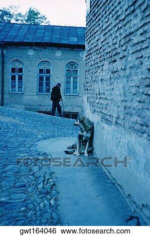Person walking in the street and a dog sitting along a wall, Kiev, Ukraine View Large Photo Image Stock Photograph - Person walking in the street and a dog sitting along a wall, Kiev, Ukraine. Fotosearch