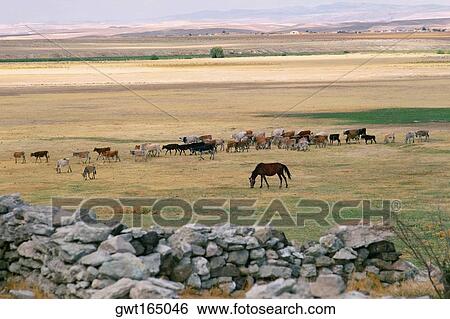 High angle view of a herd of cattle grazing on a landscape, Turkey View Large Photo Image Stock Photograph - High angle view of a herd of cattle grazing on a landscape, Turkey. Fotosearch