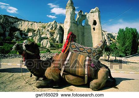 Side profile of a camel sitting near a museum, Goreme Open air Museum, Goreme, Cappadocia, Turkey View Large Photo Image Stock Photo - Side profile of a camel sitting near a museum, Goreme Open air Museum, Goreme, Cappadocia, Turkey. Fotosearch