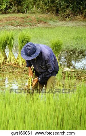 Farmer working in a rice field, Siem Reap, Cambodia View Large Photo Image Stock Image - Farmer working in a rice field, Siem Reap, Cambodia. Fotosearch