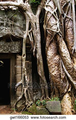 Roots of a banyan tree near the door of a temple, Ta Prohm Temple, Angkor, Siem Reap, Cambodia View Large Photo Image Stock Image - Roots of a banyan tree near the door of a temple, Ta Prohm Temple, Angkor, Siem Reap, Cambodia. Fotosearch