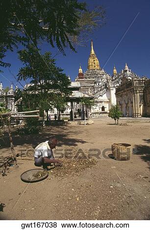High angle view of a mature man picking spice with a temple in the background, Ananda Temple, Bagan, Myanmar View Large Photo Image Stock Photo - High angle view of a mature man picking spice with a temple in the background, Ananda Temple, Bagan, Myanmar. Fotosearch