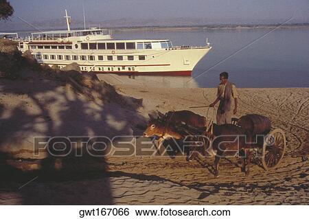 Man riding on an ox cart with a cruise ship in behind, Bagan, Myanmar View Large Photo Image Stock Photograph - Man riding on an ox cart with a cruise ship in behind, Bagan, Myanmar. Fotosearch