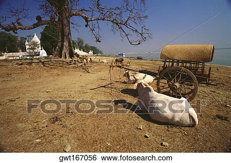 Stock Photograph - Oxen resting at the riverbank, Mingun, Sagaing Divison, Myanmar. Fotosearch