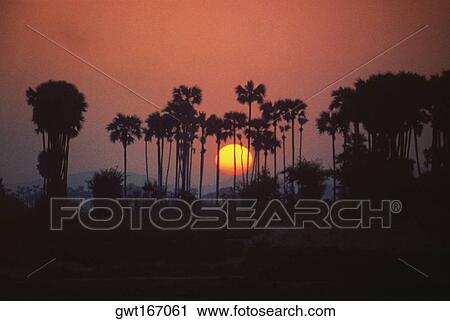 Sunrise behind the palm trees, Ayeyarwady river, Myanmar View Large Photo Image Stock Image - Sunrise behind the palm trees, Ayeyarwady river, Myanmar. Fotosearch