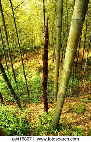 Bamboo trees in a forest, Jiangsu Province, China View Large Photo Image Stock Image - Bamboo trees in a forest, Jiangsu Province, China. Fotosearch