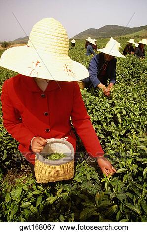 Group of women harvesting tea leaf, Yixing, Jiangsu province, China View Large Photo Image Stock Photo - Group of women harvesting tea leaf, Yixing, Jiangsu province, China. Fotosearch