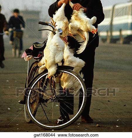 Low section view of a woman holding chickens and standing near a bicycle, Shanghai, China View Large Photo Image Picture - Low section view of a woman holding chickens and standing near a bicycle, Shanghai, China. Fotosearch