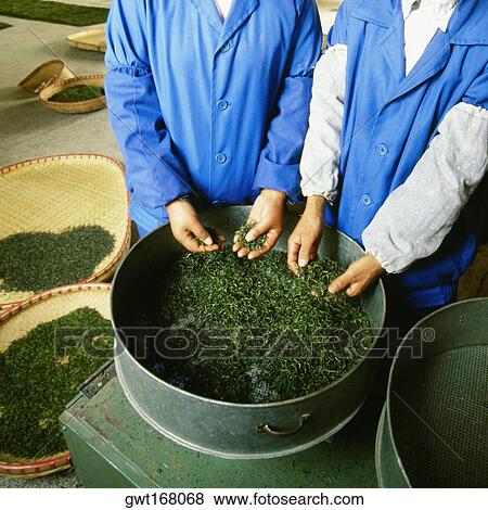 Stock Photo - Mid section view of two men working in a tea factory, Yixing, Jiangsu Province, China. Fotosearch