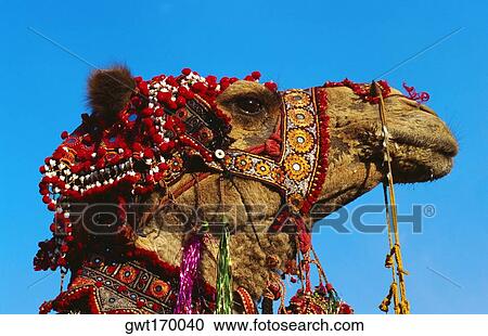 Stock Image - Close-up of a camel, Jaipur, Rajasthan, India. Fotosearch