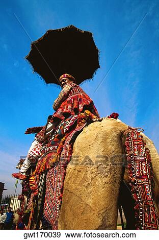 Low angle view of a mid adult man riding a camel, Jaipur, Rajasthan, India View Large Photo Image Stock Photo - Low angle view of a mid adult man riding a camel, Jaipur, Rajasthan, India. Fotosearch