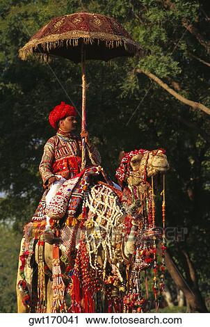 Mid adult man riding a decorated camel, Jaipur, Rajasthan, India View Large Photo Image Stock Image - Mid adult man riding a decorated camel, Jaipur, Rajasthan, India. Fotosearch
