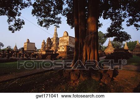 Close-up of a tree trunk with temples in the background, Wat Si Sawai, Sukhothai, Thailand View Large Photo Image Stock Image - Close-up of a tree trunk with temples in the background, Wat Si Sawai, Sukhothai, Thailand. Fotosearch