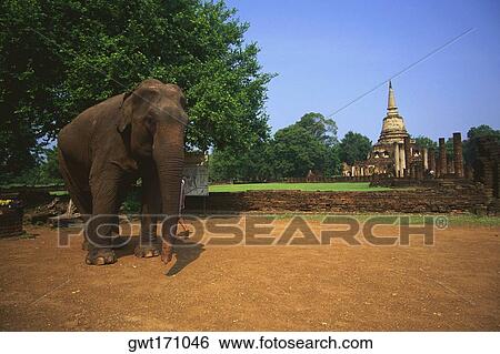 Elephant standing in a garden with a temple in the background, Amphoe Si Satchanalai, Sukhothai, Thailand View Large Photo Image Stock Photograph - Elephant standing in a garden with a temple in the background, Amphoe Si Satchanalai, Sukhothai, Thailand. Fotosearch