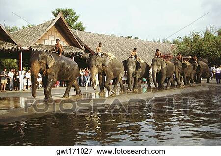 Stock Photo - Elephants in a parade, Bangkok, Thailand. Fotosearch