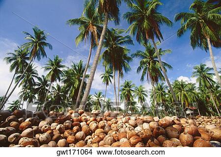 Heap of coconuts near coconut palm trees, Ko Samui, Thailand View Large Photo Image Picture - Heap of coconuts near coconut palm trees, Ko Samui, Thailand. Fotosearch