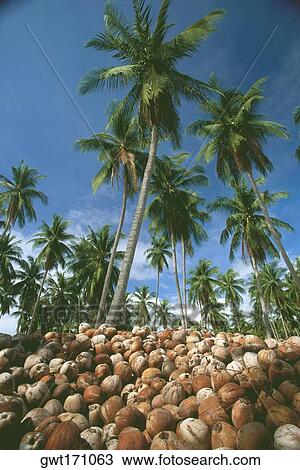 Heap of coconuts near coconut palm trees, Ko Samui, Thailand View Large Photo Image Stock Image - Heap of coconuts near coconut palm trees, Ko Samui, Thailand. Fotosearch
