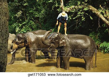 Stock Image - Man standing on an elephant, Maesa Elephant Camp, Chiang Mai, Thailand. Fotosearch