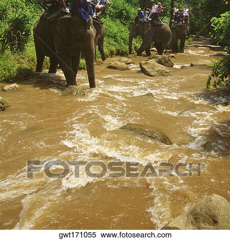 Stock Photography - Tourist sitting on elephants, Maesa Elephant Camp, Chiang Mai, Thailand. Fotosearch