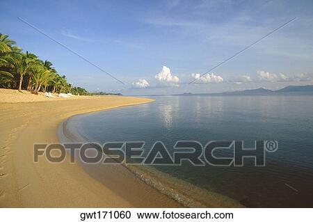 Trees on the beach, Ko Samui, Thailand View Large Photo Image Stock Image - Trees on the beach, Ko Samui, Thailand. Fotosearch