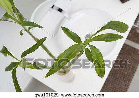 Stock Photo - High angle view of a plant on a bathroom sink. Fotosearch