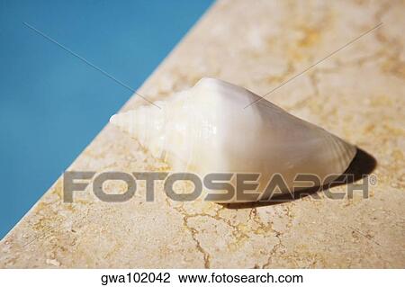 Close-up of a conch shell on the ledge of a swimming pool View Large Photo Image Stock Image - Close-up of a conch shell on the ledge of a swimming pool. Fotosearch