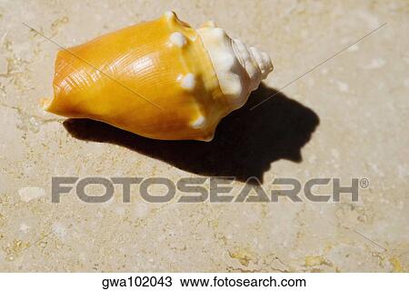 Stock Image - Close-up of a conch shell. Fotosearch