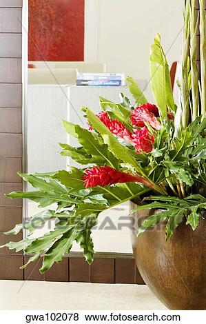 Close-up of a houseplant in front of a mirror View Large Photo Image Stock Photo - Close-up of a houseplant in front of a mirror. Fotosearch