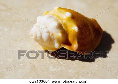 Close-up of a conch shell View Large Photo Image Picture - Close-up of a conch shell. Fotosearch