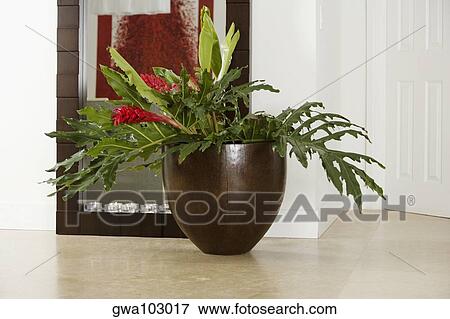 Close-up of a houseplant in front of a mirror View Large Photo Image Stock Photo - Close-up of a houseplant in front of a mirror. Fotosearch