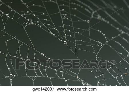 Close-up of dew drops on a spider web View Large Photo Image Stock Photo - Close-up of dew drops on a spider web. Fotosearch