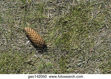 Stock Image - High angle view of a pineapple on grass. Fotosearch