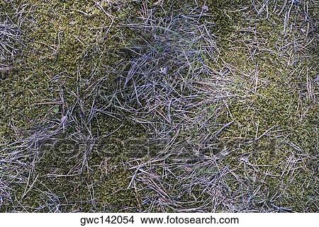High angle view of straw on grass View Large Photo Image Picture - High angle view of straw on grass. Fotosearch