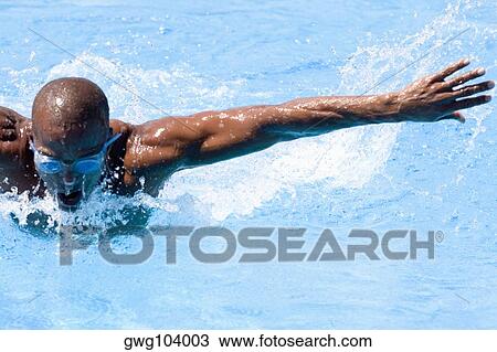 Mid adult man swimming the butterfly stroke in a swimming pool View Large Photo Image Stock Image - Mid adult man swimming the butterfly stroke in a swimming pool. Fotosearch