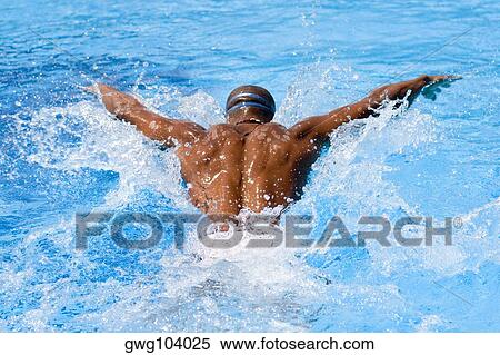 Rear view of a mid adult man swimming the butterfly stroke in a swimming pool View Large Photo Image Stock Photography - Rear view of a mid adult man swimming the butterfly stroke in a swimming pool. Fotosearch