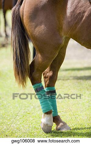 Close-up of a horse legs wrapped with bandages View Large Photo Image Stock Photo - Close-up of a horse legs wrapped with bandages. Fotosearch