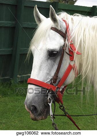 Stock Image - Close-up of a horse. Fotosearch