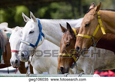 Close-up of horses tied to a metallic rod View Large Photo Image Stock Photography - Close-up of horses tied to a metallic rod. Fotosearch