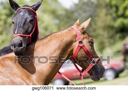 Close-up of two horses wearing bridles View Large Photo Image Stock Image - Close-up of two horses wearing bridles. Fotosearch
