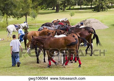 Picture - Group of horses in a field. Fotosearch