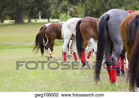 Stock Image - Group of horses standing in a row. Fotosearch