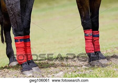Low section view of a horse legs wrapped with bandages View Large Photo Image Stock Image - Low section view of a horse legs wrapped with bandages. Fotosearch